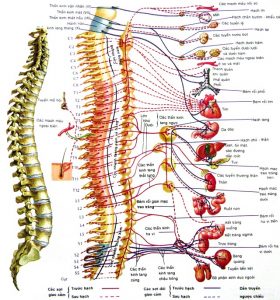 Tác động cột sống có thể điều trị nhiều loại bệnh